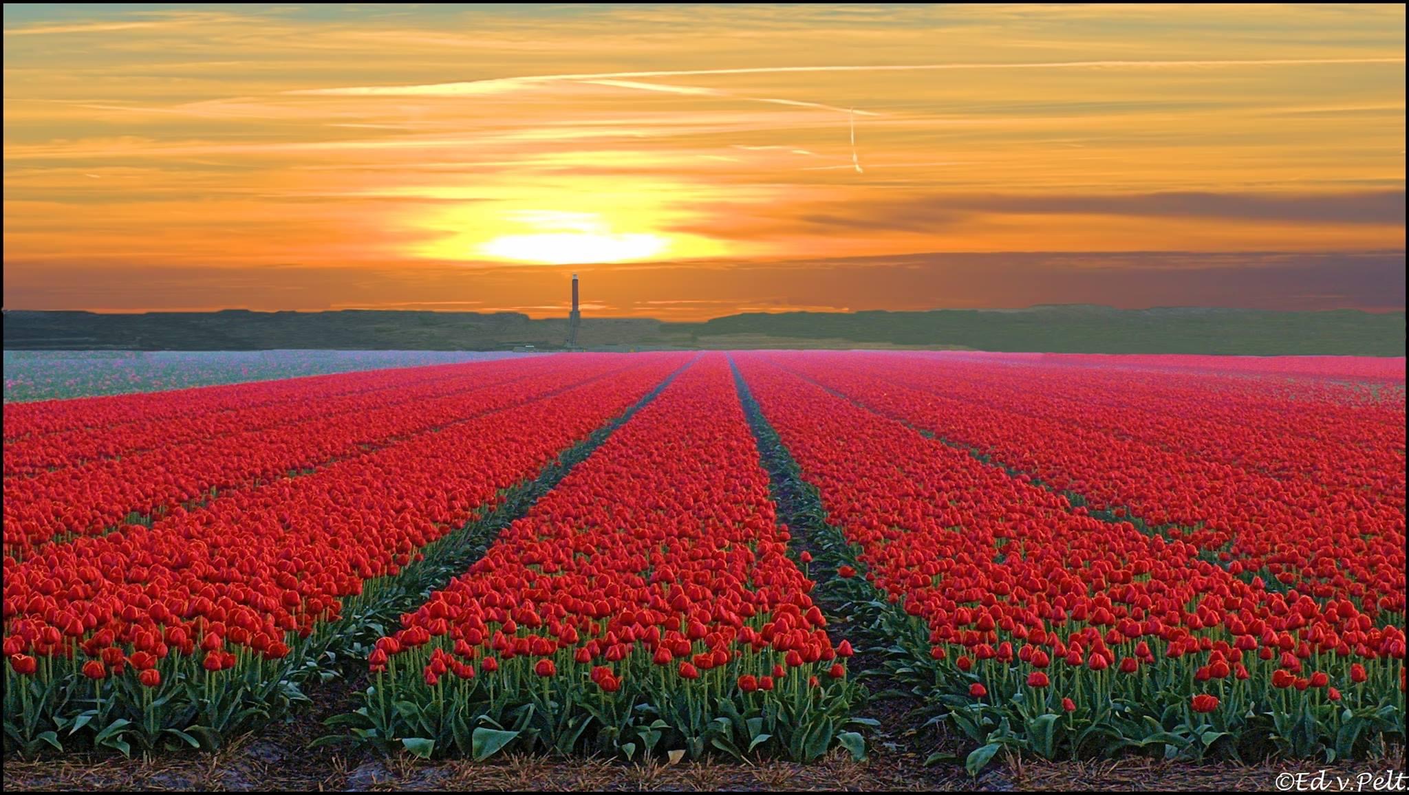 bollenveld egmond